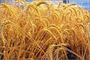 الصورة غير متاحة