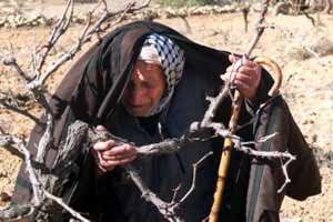 الصورة غير متاحة