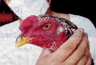 الصورة غير متاحة