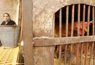 الصورة غير متاحة