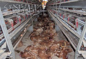 الصورة غير متاحة