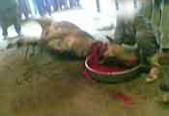 الصورة غير متاحة