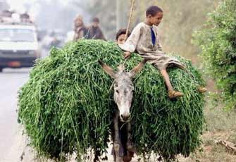 الصورة غير متاحة