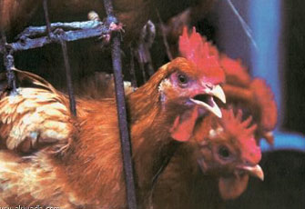 الصورة غير متاحة