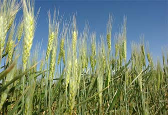 الصورة غير متاحة