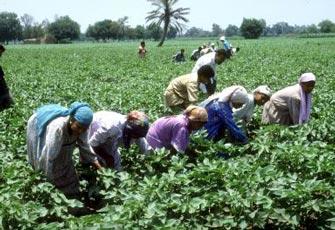 الصورة غير متاحة