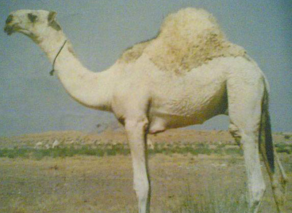 الصورة غير متاحة