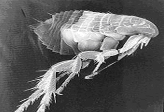 الصورة غير متاحة