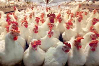 الصورة غير متاحة