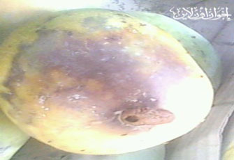 الصورة غير متاحة