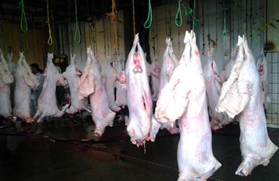 الصورة غير متاحة