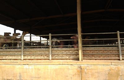 الصورة غير متاحة