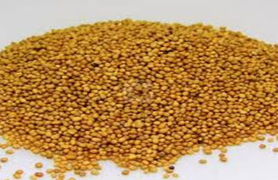 الصورة غير متاحة