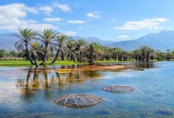 اليمن.. تدويل قضية احتلال سقطري ومطالبة الإمارات بالخروج