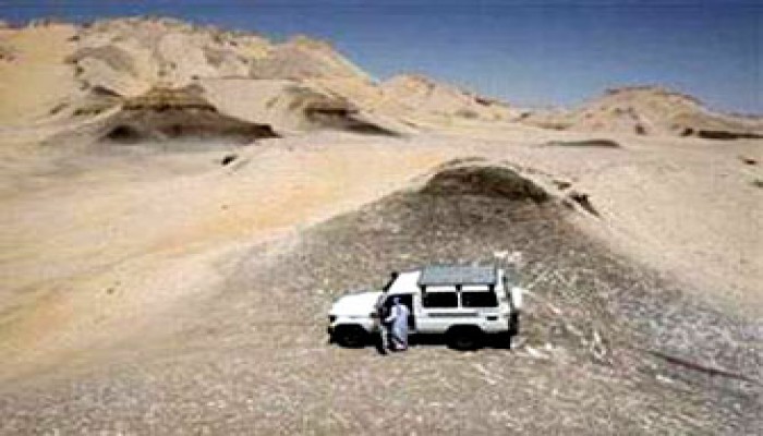 آيات عرابي تدعو المجانين للحجز لأحفادهم في عاصمة السفاح