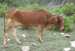 إهمال الانقلاب وراء نفوق 25 رأس ماشية في الدقهلية