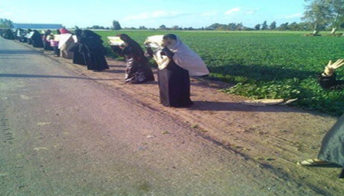 سلسلتان بشريتان بطلخا وشربين تنددان بخراب الانقلاب