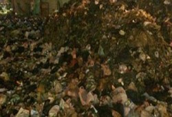 القمامة تحوّل الخانكة إلى مركز للحشرات وملجأ للكلاب الضالة