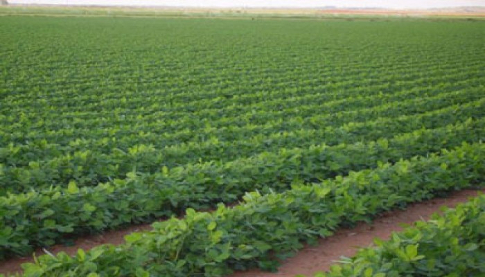 مظاهرة لفلاحي "السادات" تنديدًا بتبوير الانقلاب أراضيهم