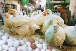 شعبة الدواجن تؤكد: قرار حكومة الإنقلاب سيرفع أسعار اللحوم