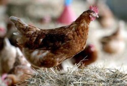 إصابة جديدة بأنفلوانزا الطيور بحلوان.. وارتفاع عدد المصابين لـ25