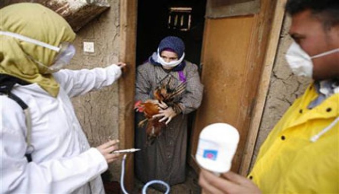 إهمال الانقلاب يرفع حالات الإصابة بإنفلونزا الطيور بسوهاج