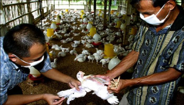 شؤم الانقلاب.. 1356 مصابًا بالحصبة و15 بإنفلونزا الطيور
