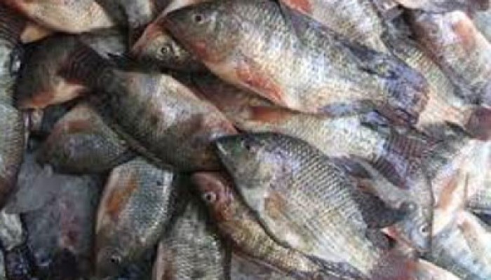 إهمال الانقلاب يقضي على الثروة السمكية بفرع رشيد بالبحيرة