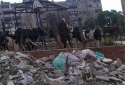 خراب الانقلاب يحول كبري حدائق بورسعيد الى حظائر للحيوانات