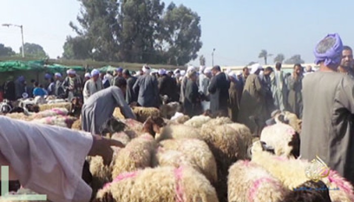 غلاء أسعار الأضاحي يحرم أهالي المنوفية من التضحية