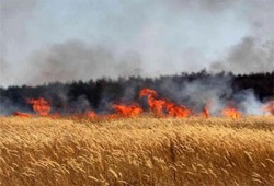 جيش الاحتلال الصهيوني يحرق محاصيل زراعية جنوبي قطاع غزة
