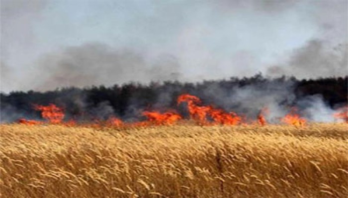 جيش الاحتلال الصهيوني يحرق محاصيل زراعية جنوبي قطاع غزة