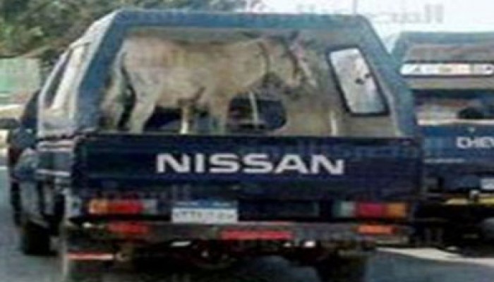 غباء الانقلابيين.. مادة ساخرة لنشطاء "فيس بوك"