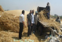 "الحرية والعدالة" يشارك فلاحي دمياط فرحة حصاد القمح