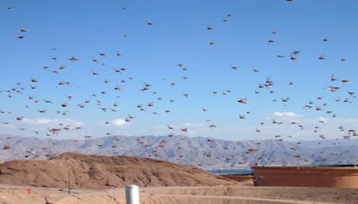 السودان يتوقع غزوًا جديدًا للجراد الصحراوي من إريتريا