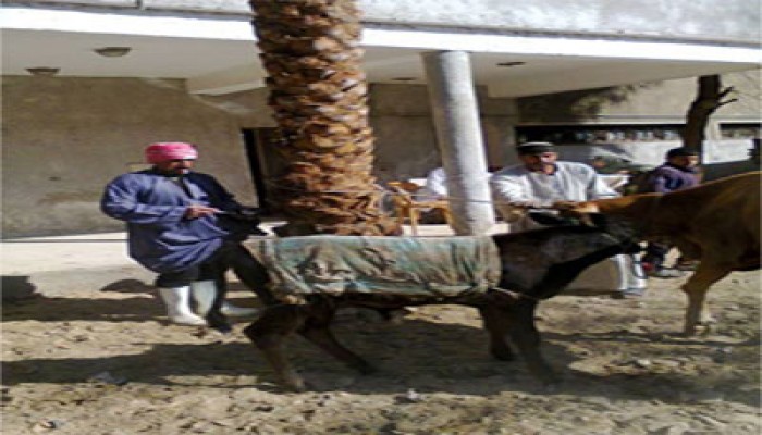 "الحرية والعدالة" يواصل حملات تحصين المواشي من الحمى القلاعية بالفيوم