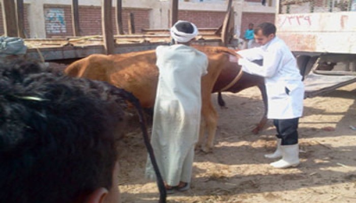 قنا.. 400 مستفيد من قافلة بيطرية لـ"الحرية والعدالة" بقوص