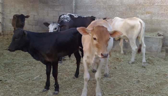 مشروع للحرية والعدالة لعلاج العقم عند الماشية بدمياط