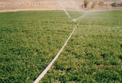 العاملون بمشروع التنمية الريفية بالنوبارية يستغيثون برئيس الجمهورية