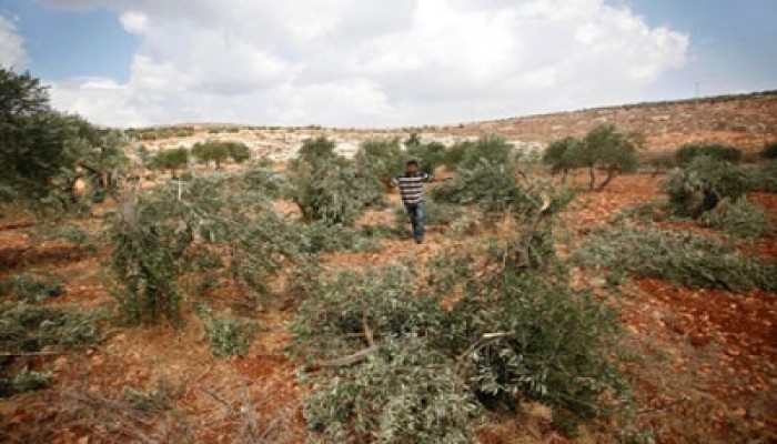 مغتصبون يقطعون عشرات من أشجار الزيتون فجرًا بنابلس