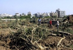 الاحتلال يجرف أراضي زراعية ويقتلع أشجار زيتون في الضفة