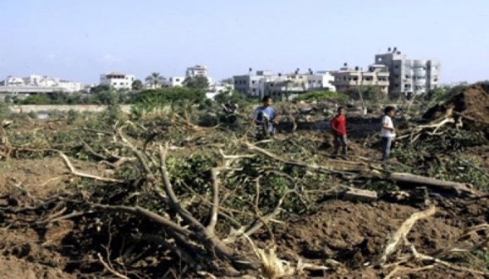 الاحتلال يجرف أراضي زراعية ويقتلع أشجار زيتون في الضفة