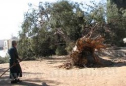 سقوط شجرة نخيل معمرة من أشجار المسجد الأقصى
