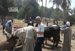 المنيا.. قافلة بيطرية لـ"الحرية والعدالة" بمطاي