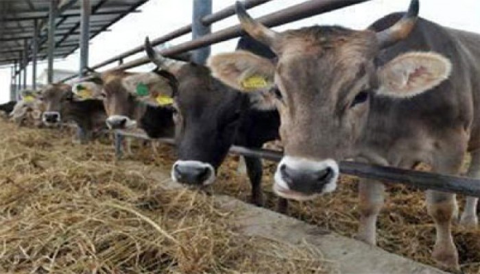 فيروس الحمى القلاعية ليس خطرًا على الألبان