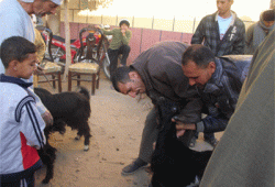 قافلة بيطرية للحرية والعدالة بالفيوم