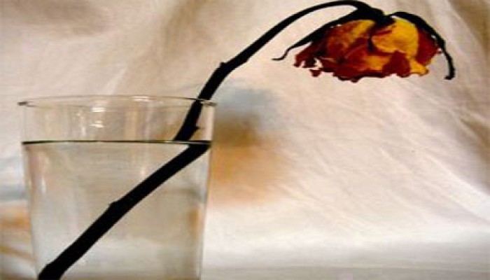 عزة مختار تكتب: عزيزتي الحماة مهلاً..