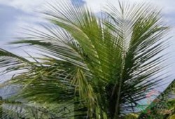 أزمة بالكيان بعد قرار وقف تصدير سعف النخيل المصري