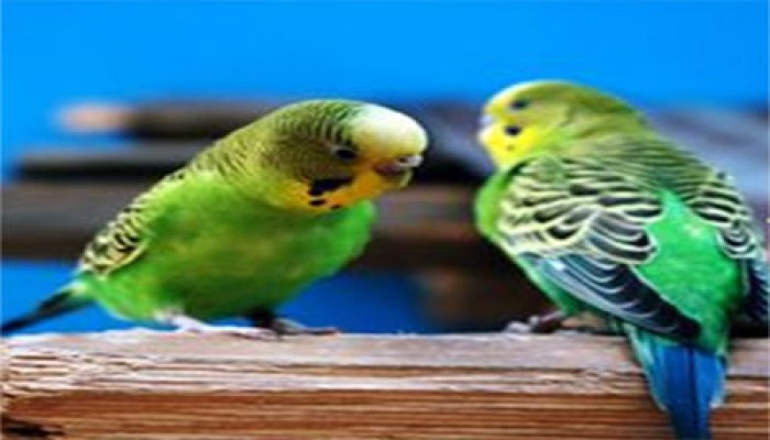 الصمت الزوجي.. المتهم الضحية