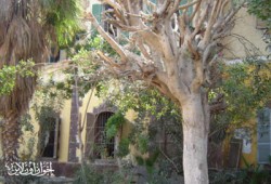 الخفافيش والغربان تحاصر قصر محمد علي بالسويس